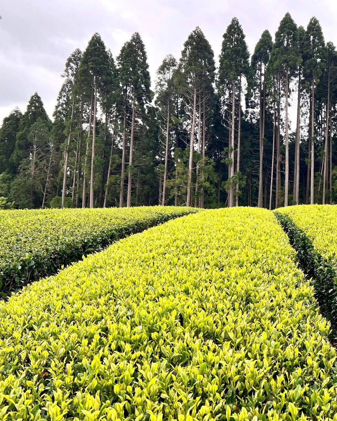 Feuilles de thé en vrac soigneusement sélectionnées